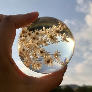 Preserved Daisy Flower Resin Sphere: Little Star Flower Gift